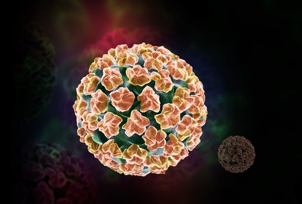 Humanes Papillomavirus im Körper
